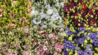 Top 10 Most Beautiful Lisianthus  10 Lovely Eustoma Varieties [upl. by Jerome]