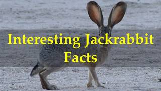 Interesting Jackrabbit Facts [upl. by Llatsyrc]