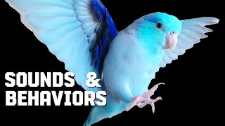 Parrotlets As Pets ✨️ Parrot Body Language Sounds amp Behavior Meanings Wiggle Neck [upl. by Valorie]