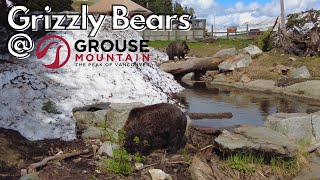 Visiting Grizzly Bears at Grouse Mountain Wildlife Refuse  June 2022 [upl. by Beaumont]