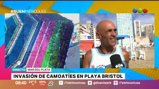 Invasión de avispas en la playa Bristol – Buen Telefe [upl. by Ociram]