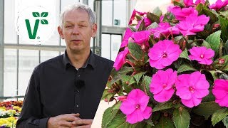 Welche Blumen für den Garten sind besonders pflegeleicht  Volkers Gartenwissen [upl. by Nathanil]