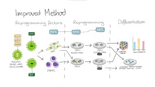 Growing Stem Cells [upl. by Jamison]