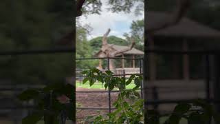 Mysore zoo mysorezoo mysore karnataka zoo [upl. by Ecad]