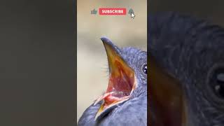 Alarm sound🐦🌳🍀🐤beutiful Bird 🥰😘birds birdssounds nature beauty youtubeshorts sound shorts [upl. by Esnohpla17]