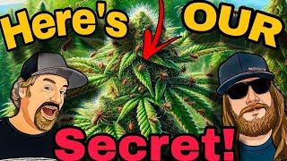 The Most Feared Bugs in Cannabis Growing And How to Stop Them [upl. by Yssej]