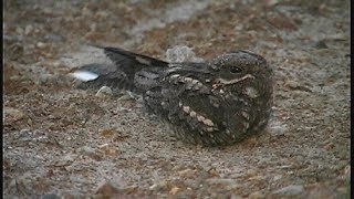 Engoulevent d Europe  European Nightjar  Ziegenmelker  Caprimulgus europaeus [upl. by Seow]