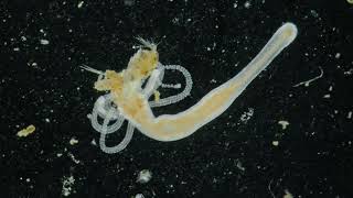 Hydra vs Copepod [upl. by Jr482]