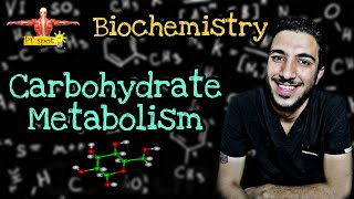 Biochemistry  Carbohydrate metabolism part 1 glycolysis [upl. by Maharva]