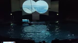 Dolfinarium Video2 Harderwijk Netherlands [upl. by Yenrab]