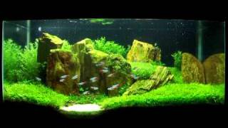 Planted Tank The Hidden Purity [upl. by Steel]