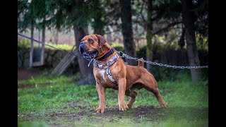 South African Boerboel Guard Dog [upl. by Malinda]