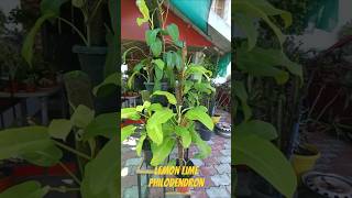 🌱😱lemon lime Philodendron trending viralshorts shorts short shortsfeed youtubeshorts [upl. by Tapes]