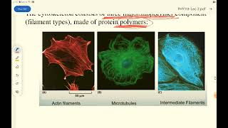 biophysics lecture2 dentistry gu  Eucaryotic cell and cytoskeleton [upl. by Seen725]