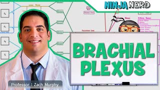 Neurology  Brachial Plexus [upl. by Jeaz306]