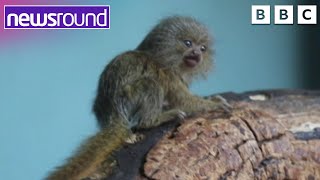 Cutest Monkey Ever  Happy News  Newsround [upl. by Petronella]