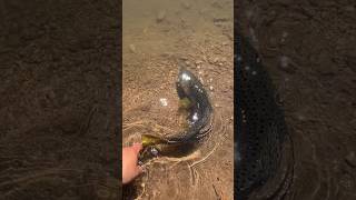 Beautiful Brown Catch And Release Dowdy Lake In Larimer County Colorado fishing shorts like [upl. by Pestana]