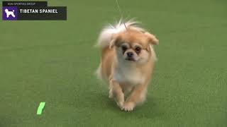 Tibetan Spaniels  Breed Judging 2020 [upl. by Anaeli935]