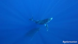 Le chant des baleines  île de La Réunion [upl. by Rebane]