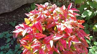 Firepower Nandina Heavenly Bamboo [upl. by Antsirhc]