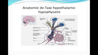 Complexe hypothalamohypophysaire [upl. by Krista]