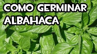 Como Germinar Albahaca en Casa  Muy facil [upl. by Arvad]