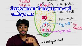 development of megaspore and  embryo sac [upl. by Eisler]