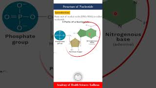 Structure of Nucleotide and Nucleoside by Imran Yaseen [upl. by Arykat243]