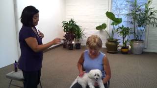 Pranic Healing for Pets [upl. by Alarick]