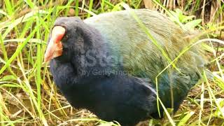 Takahe New Zealands BlueGreen Treasure [upl. by Hanfurd]