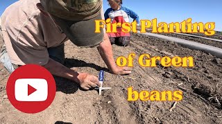 1st Green bean Planting Of 2024 [upl. by Adnirak]