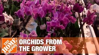 Getting Orchids from the Growers to Market Part 1  The Home Depot [upl. by Scever147]