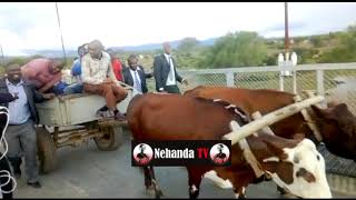 Nelson Chamisa uses oxen drawn cart to cross Birchenough Bridge [upl. by Gilson]