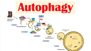 Autophagy  Macroautophagy amp Importance in Health [upl. by Malchus649]