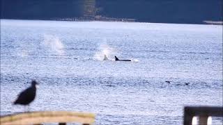 Orca 2 westing past Alert Bay 02222024 [upl. by Nalro]