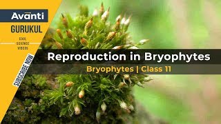 11B03  Plant Kingdom  Bryophytes Class 11  Moss  Reproduction in Bryophytes  Liverwort [upl. by Seaddon]