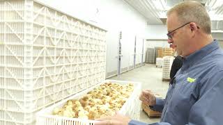 Chicken Poultry Full Hatchery Tour  Townline Hatchery in Michigan [upl. by Udall]