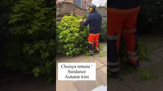 Shrubbery pruning [upl. by Marba]