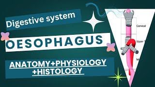 The oesophagus esophagus  Anatomy  physiology  Histology  full detail [upl. by Berardo]