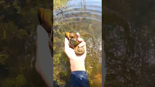 A lot of snails in super fresh water aquaticplants snails naturevideo [upl. by Vezza879]