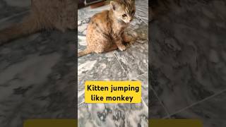 How Cute Grey hair kitten is reacting for food 😍 kitten cat pets catmodel catblogger [upl. by Nasho]