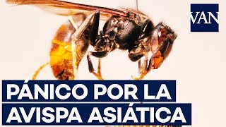 La invasión de la avispa asiática en España [upl. by Acira]