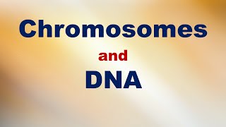 Chromosomes and DNA Short Explanation [upl. by Lliw]