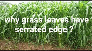 Why grass has serrated edge   evolution facts [upl. by Nwahsad]