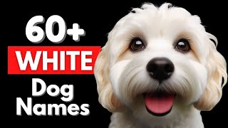 Unique White Dog Names [upl. by Karlie]