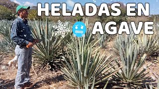 Las heladas un problema para agaves en algunas regiones [upl. by Haimerej]