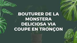 BOUTURER DE LA MONSTERA DELICIOSA VIA COUPE EN TRONÇON [upl. by Enywtna502]