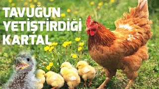 Tavuğun yetiştirdiği kartal hikayesi [upl. by Ytnom]