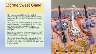 Sweat Glands preview  Histology amp Function  Human Anatomy  Kenhub [upl. by Elazaro13]