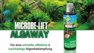 Endlich ein algenfreies Aquarium  𝗠𝗜𝗖𝗥𝗢𝗕𝗘𝗟𝗜𝗙𝗧 𝗔𝗹𝗴𝗮𝘄𝗮𝘆 dein effektiver Algenentferner  erklärt [upl. by Sirrom]